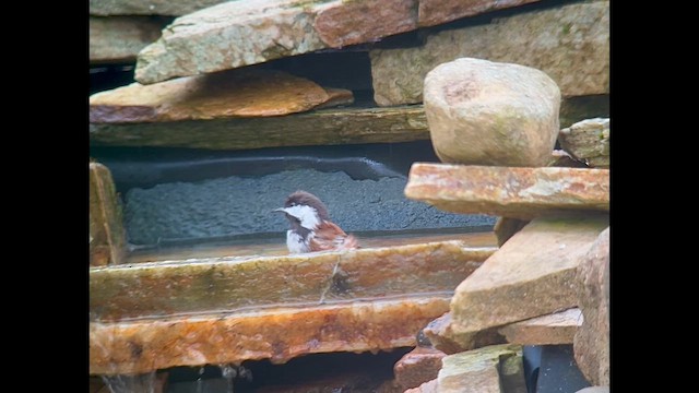 Chestnut-backed Chickadee - ML632639639