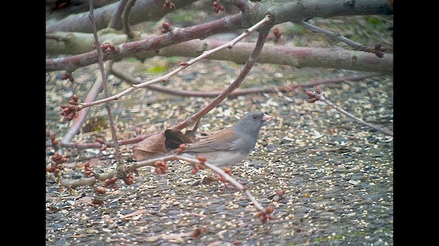 ユキヒメドリ（hyemalis／carolinensis） - ML632639685
