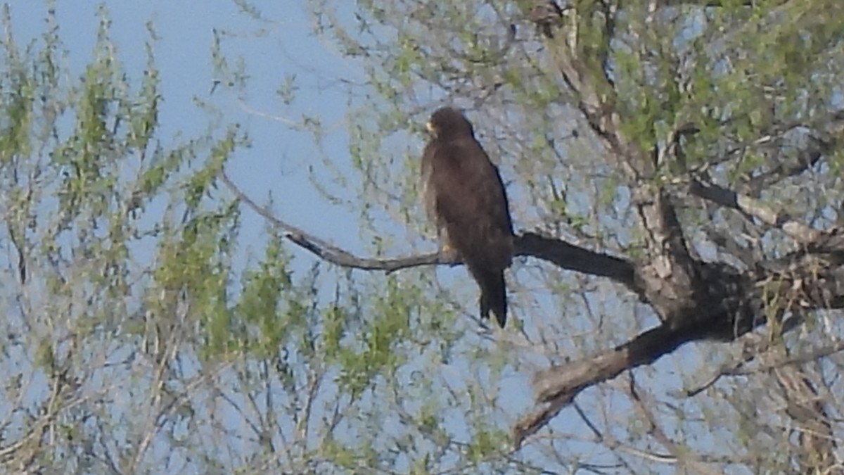 Swainson's Hawk - ML632639944