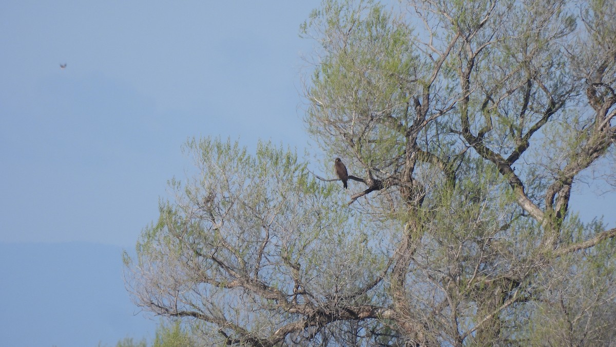 Swainson's Hawk - ML632639947