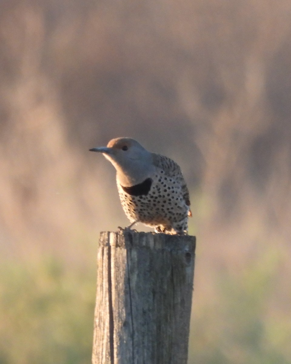 Northern Flicker - ML632639961