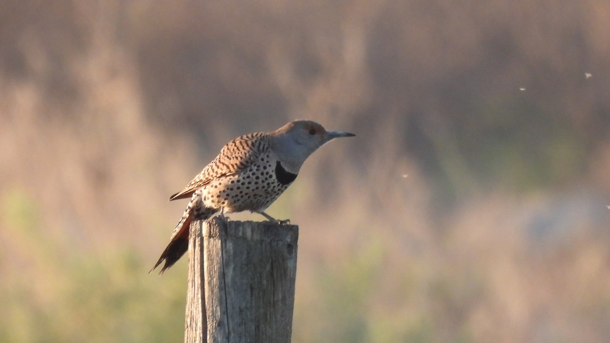 Northern Flicker - ML632639962