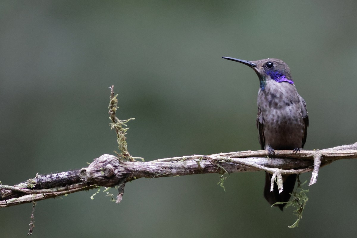 Brown Violetear - ML632640151