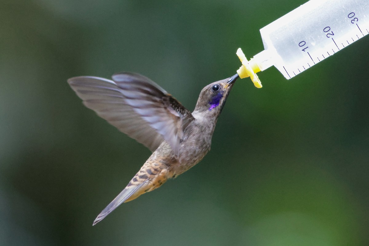 Brown Violetear - ML632640152