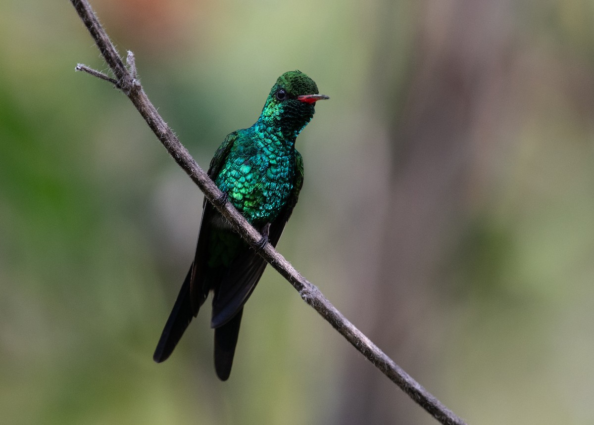 Cozumel Emerald - ML632640157