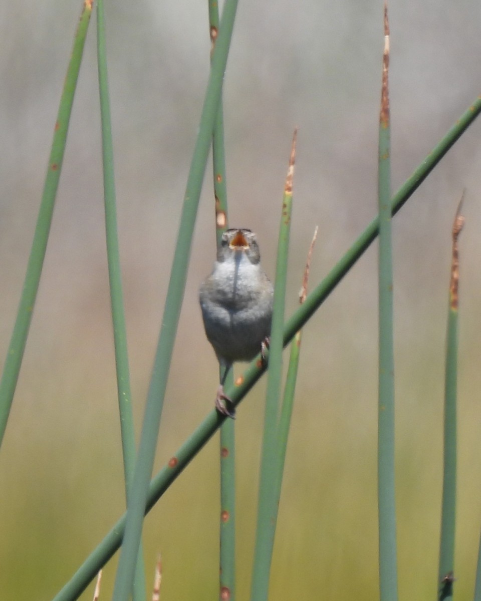 Marsh Wren - ML632640189