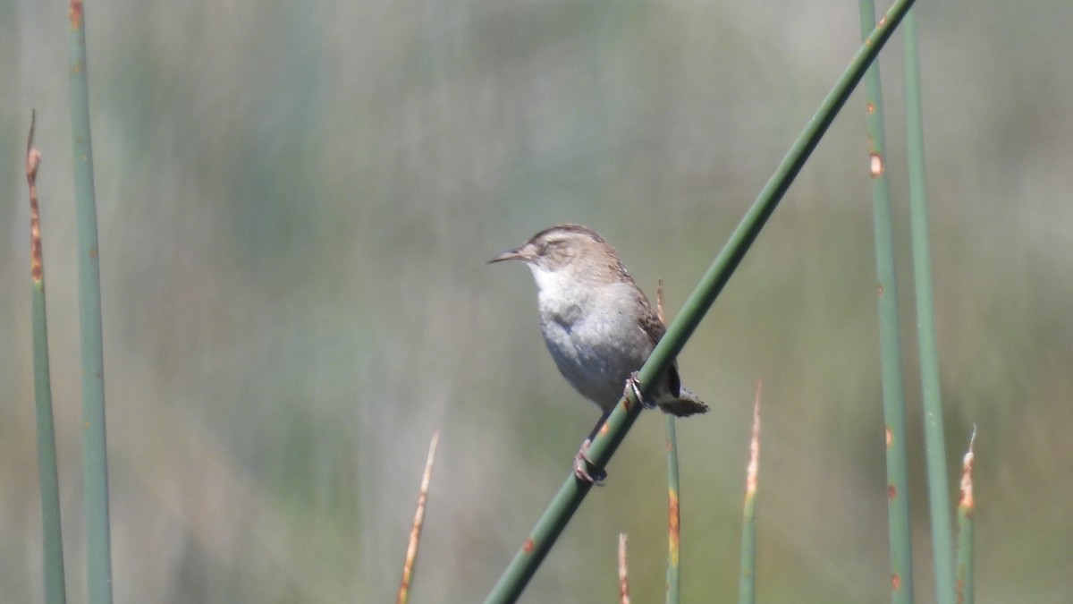 Marsh Wren - ML632640190
