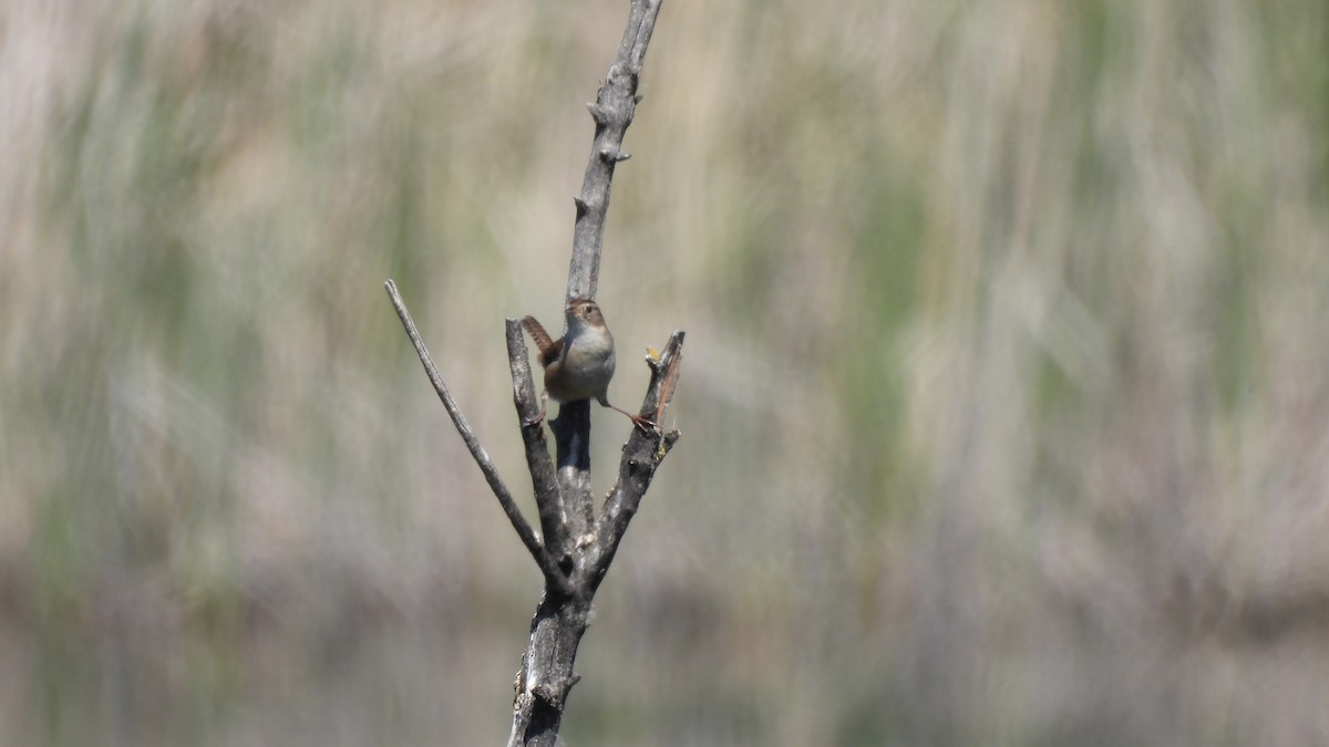 Marsh Wren - ML632640193
