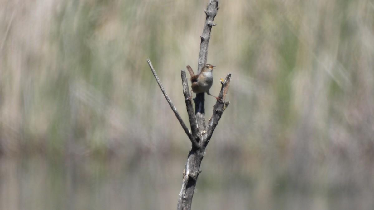 Marsh Wren - ML632640195