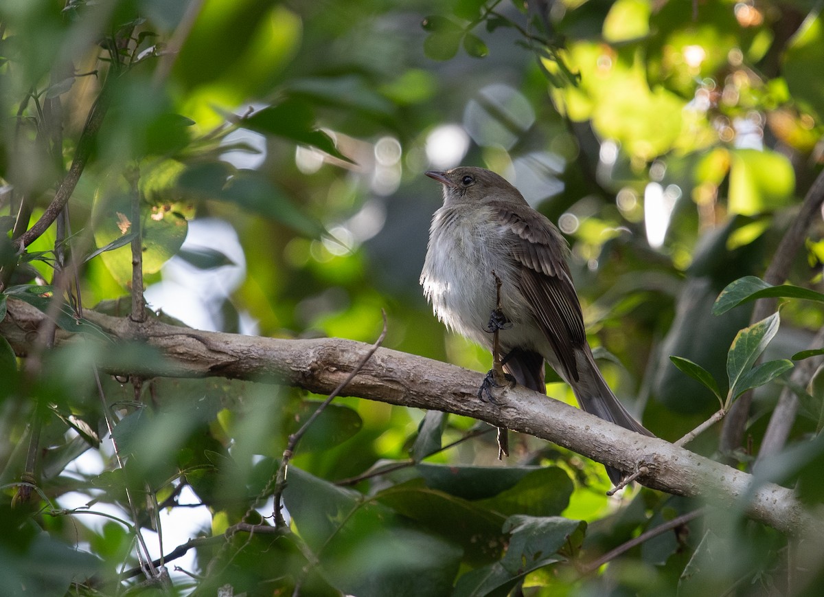 Caribbean Elaenia - ML632640197