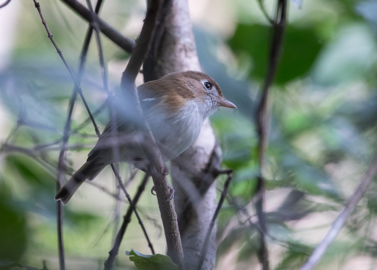 Cozumel Vireo - ML632640202