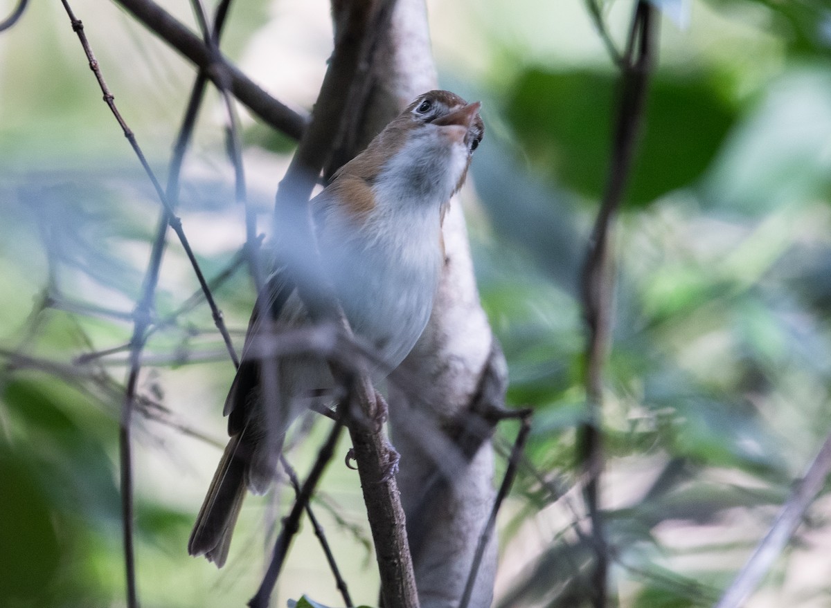 Cozumel Vireo - ML632640203
