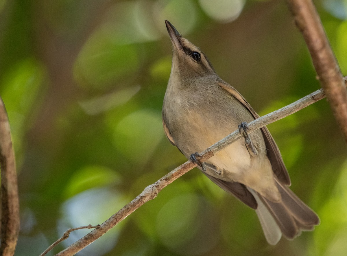 Yucatan Vireo - ML632640215