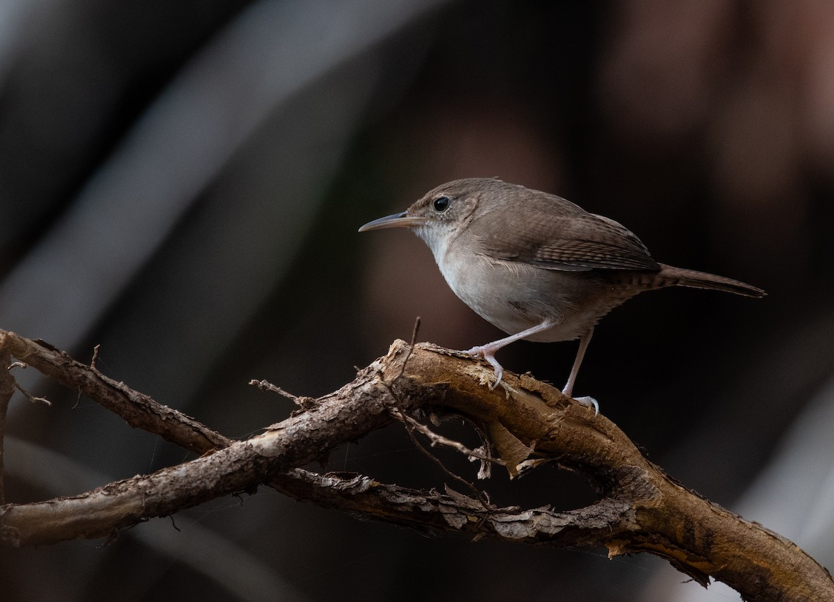 Cozumel Wren - ML632640223