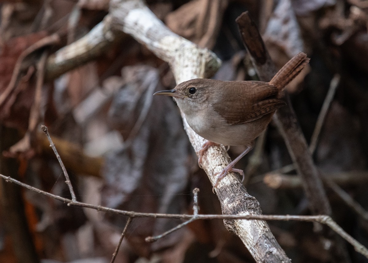 Cozumel Wren - ML632640225
