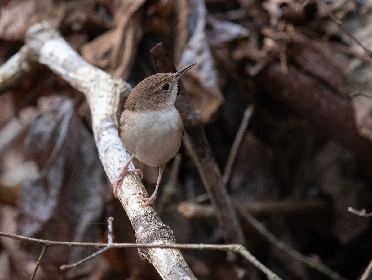 Cozumel Wren - ML632640226