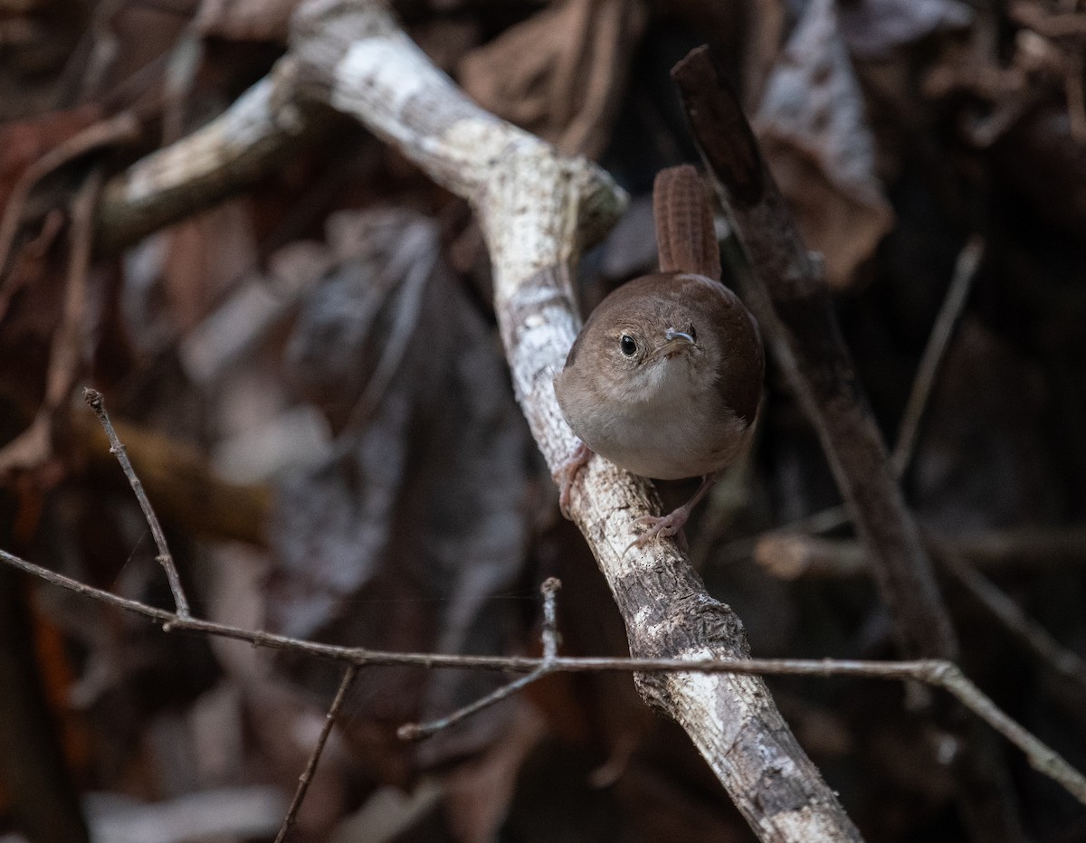 Cozumel Wren - ML632640227