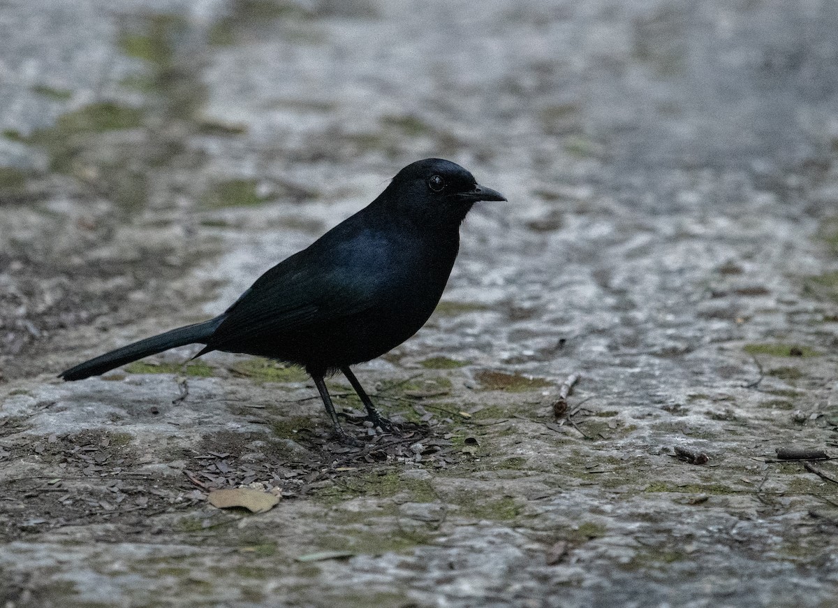 Black Catbird - ML632640228