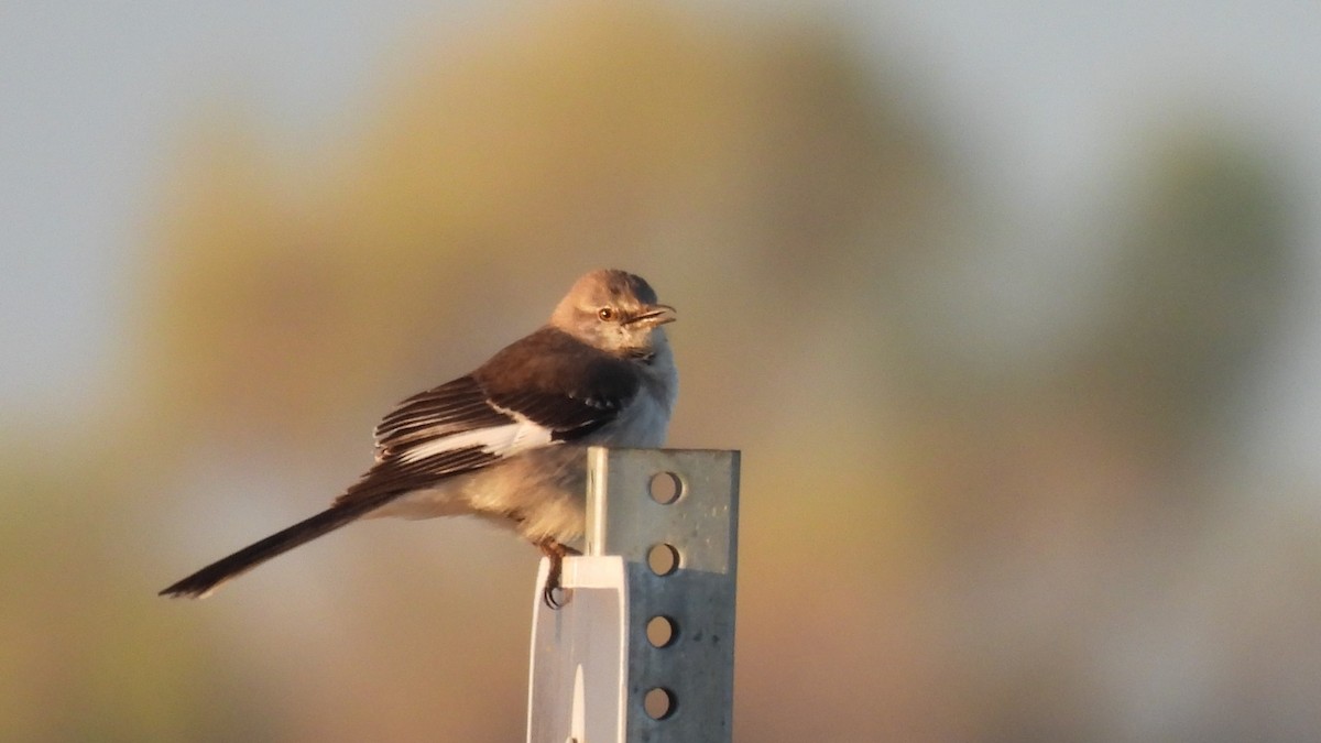 Northern Mockingbird - ML632640229