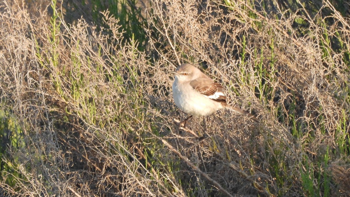 Northern Mockingbird - ML632640230