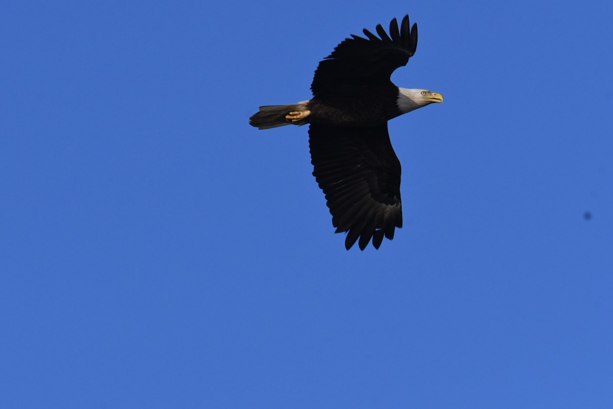 Bald Eagle - ML632640233
