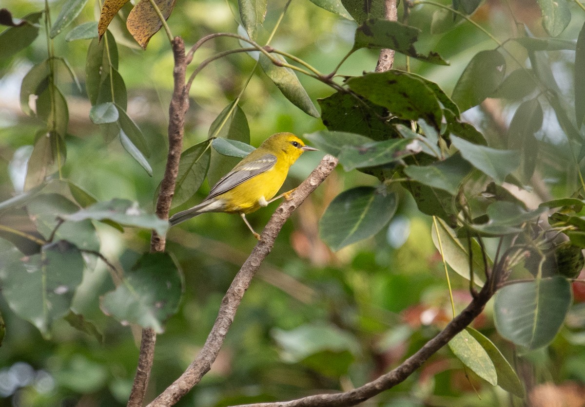 Blue-winged Warbler - ML632640235