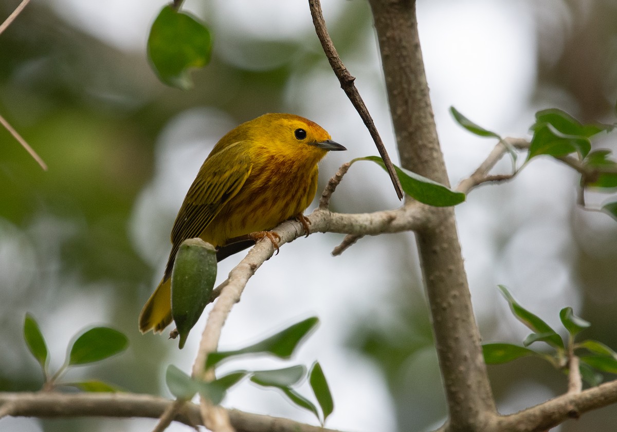 Yellow Warbler - ML632640247