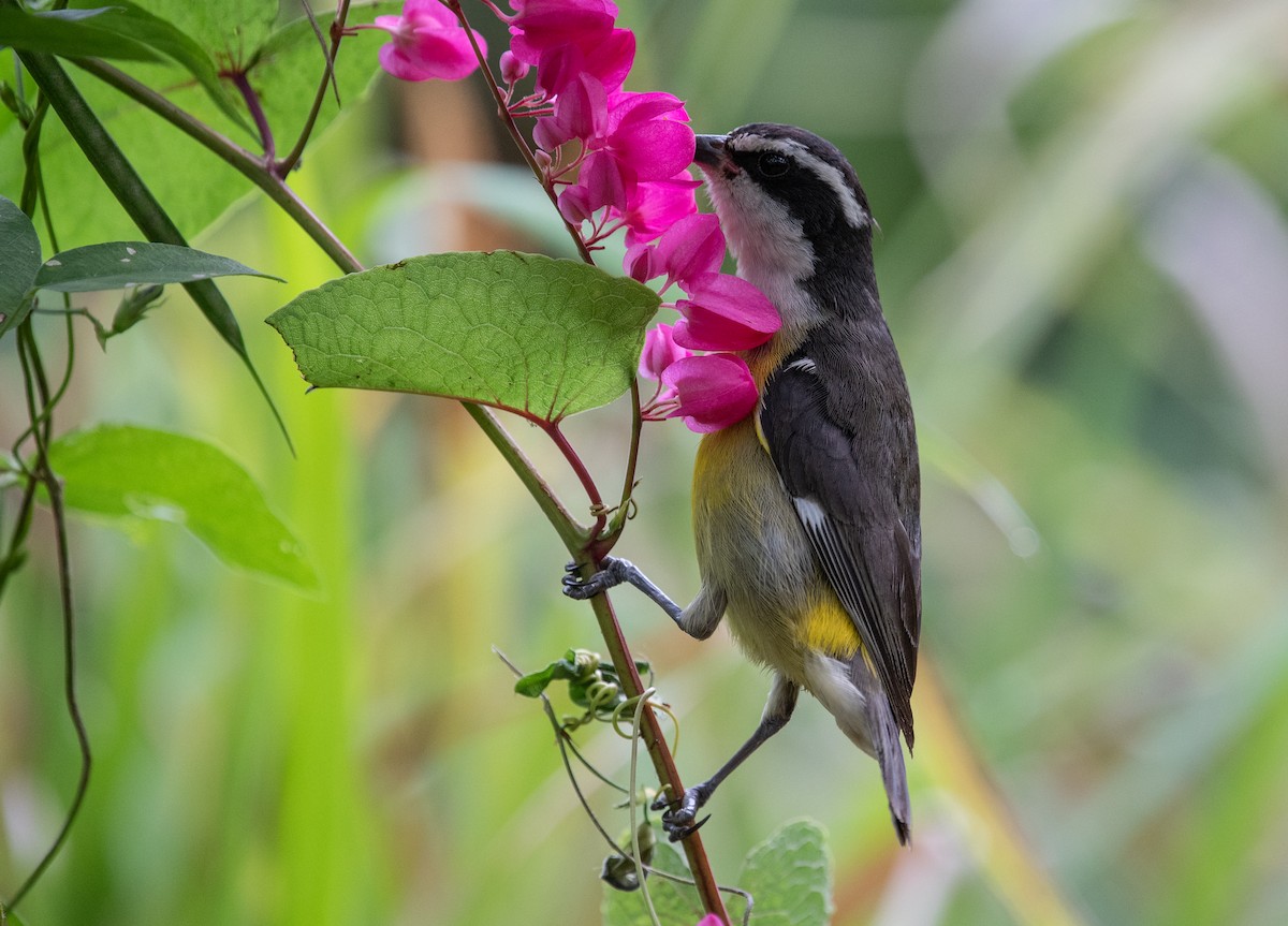 Bananaquit (Cozumel I.) - ML632640253