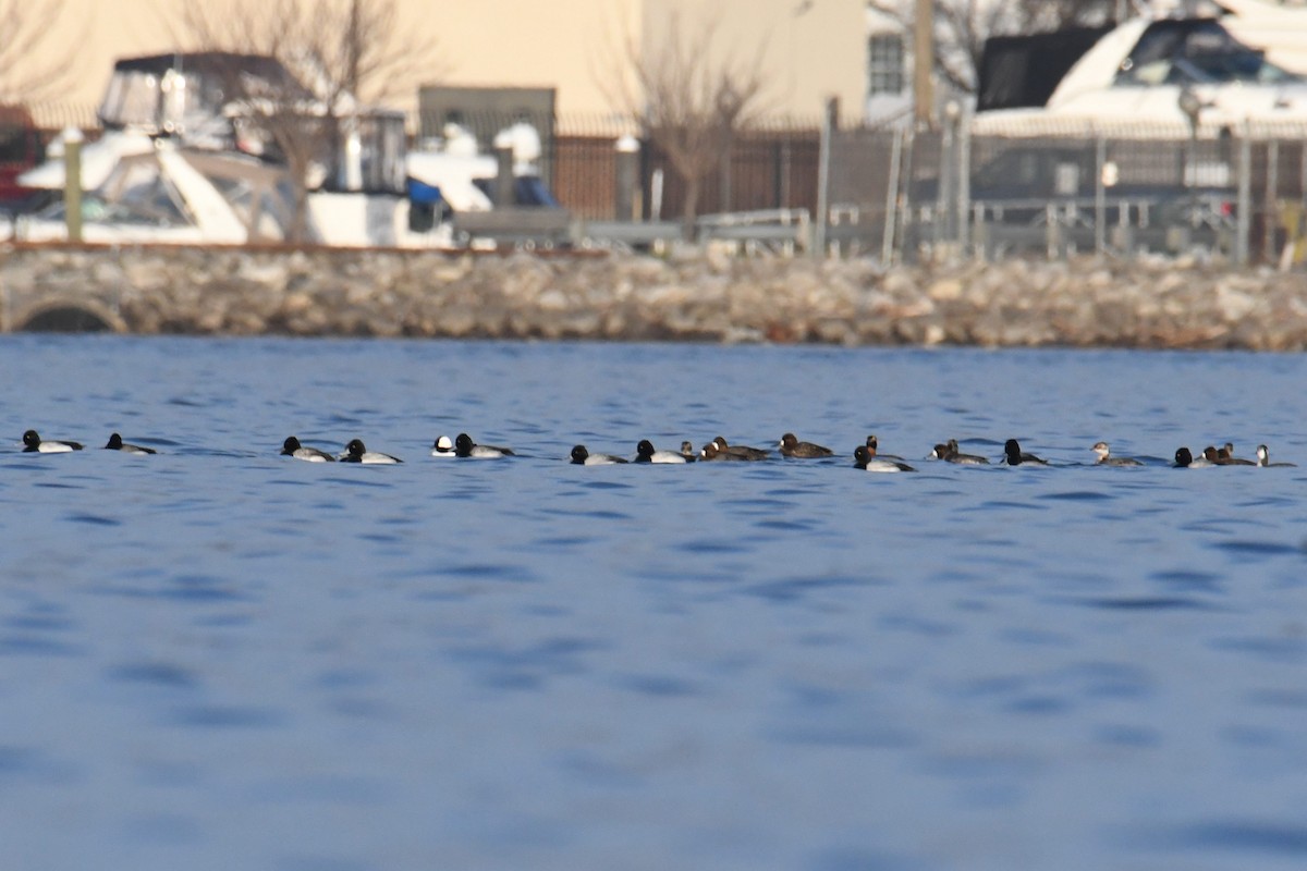 Lesser Scaup - ML632640259