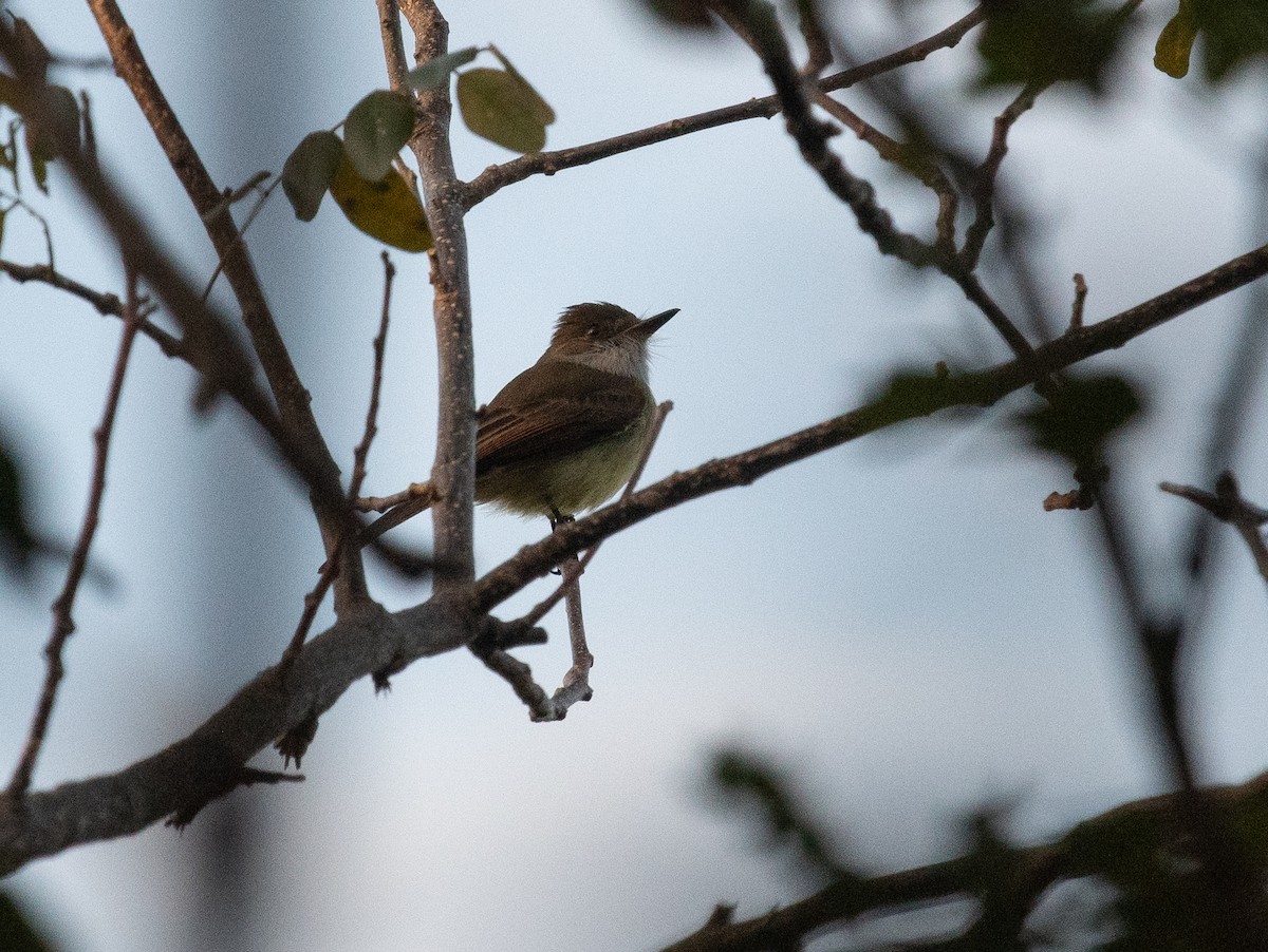 Dusky-capped Flycatcher - ML632640260