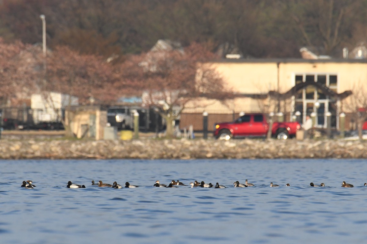 Lesser Scaup - ML632640264