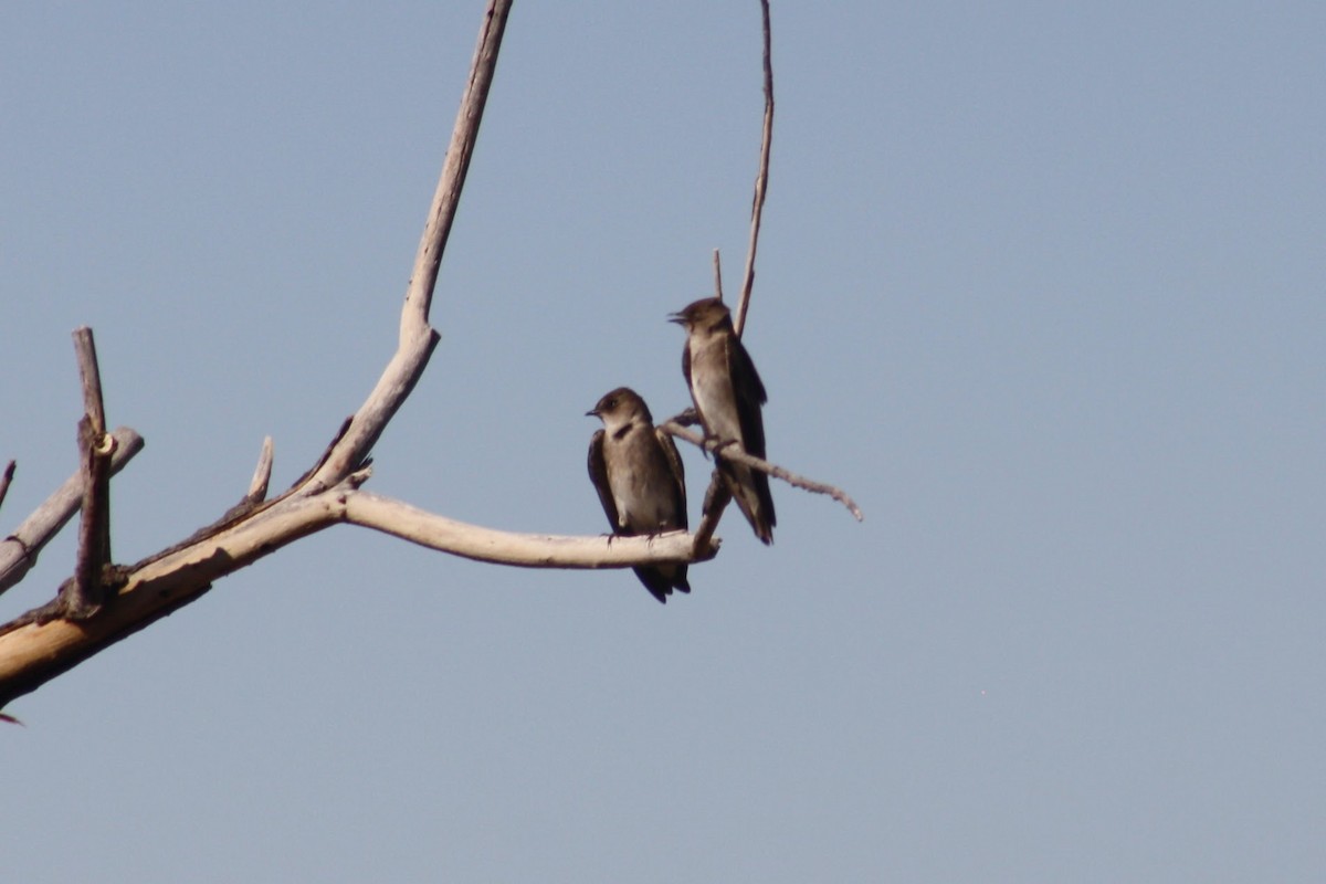 Hirondelle à ailes hérissées - ML632640279