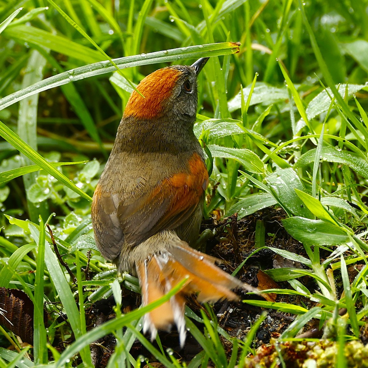 Azara's Spinetail - ML632640290