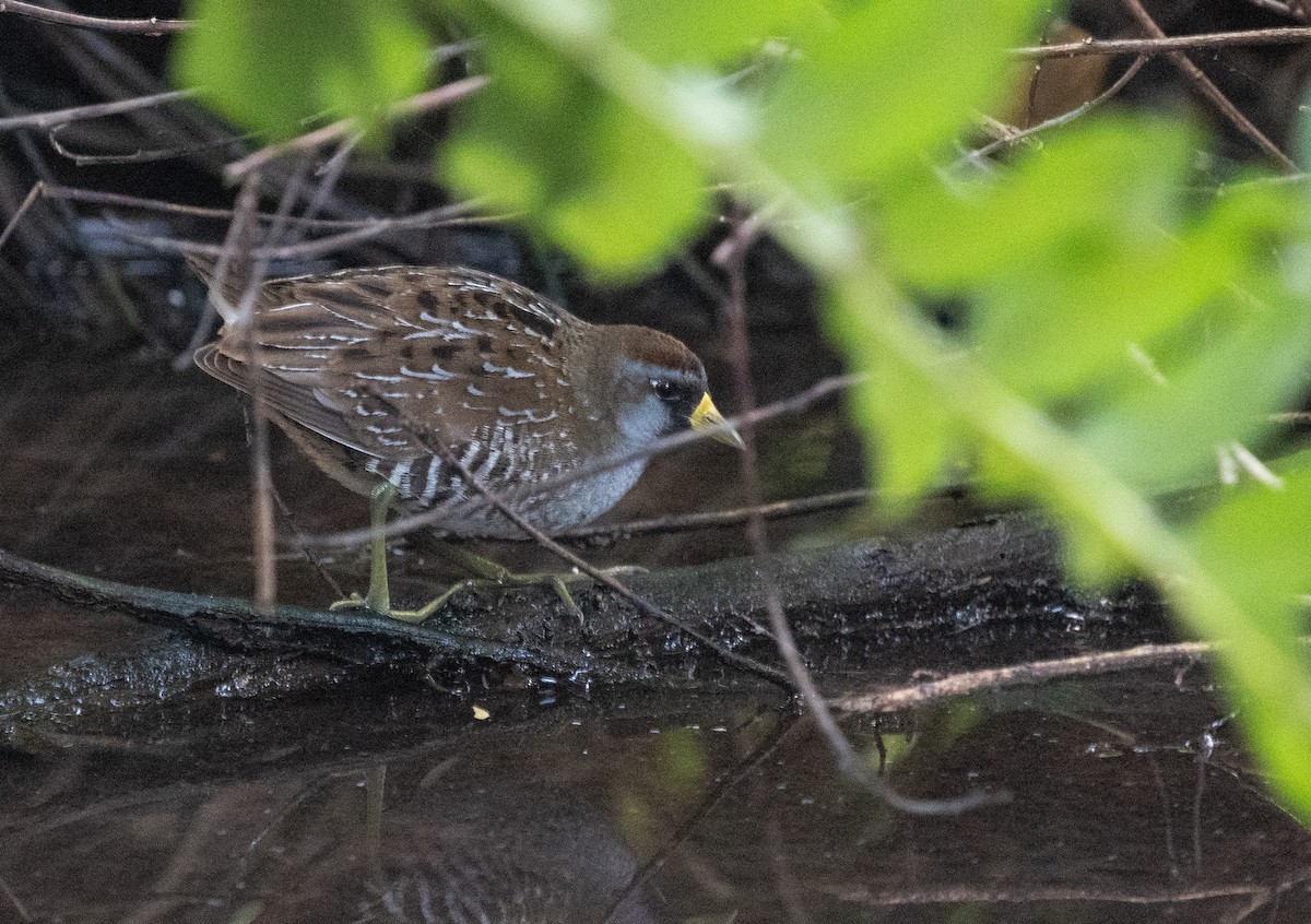 Sora - ML632640352