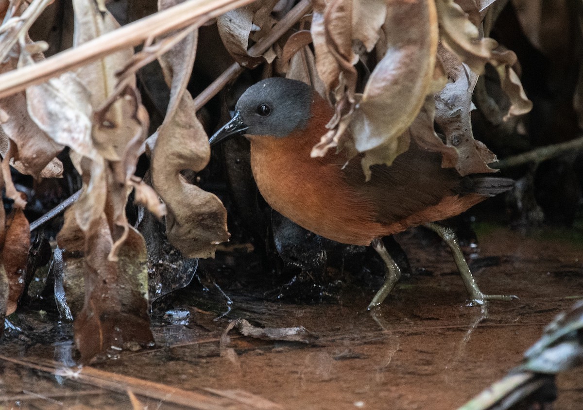 Ruddy Crake - ML632640356