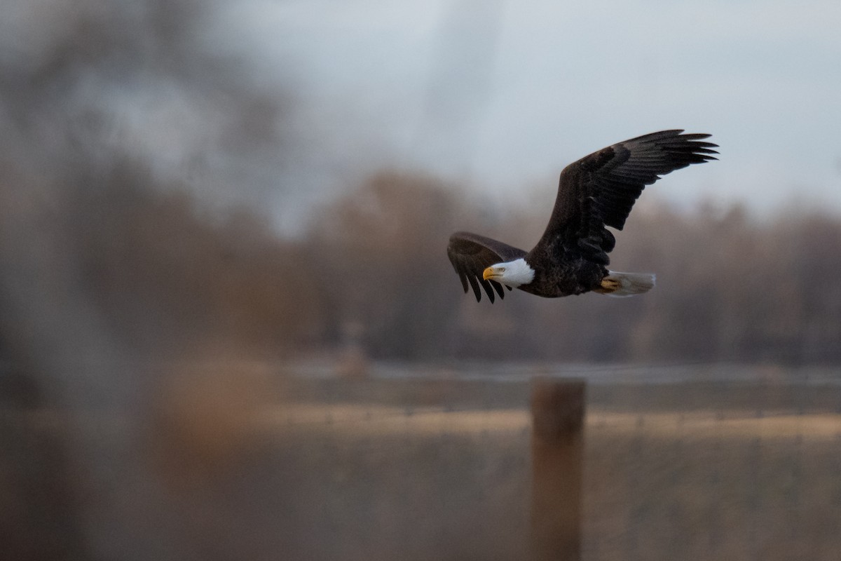 Bald Eagle - ML632640357