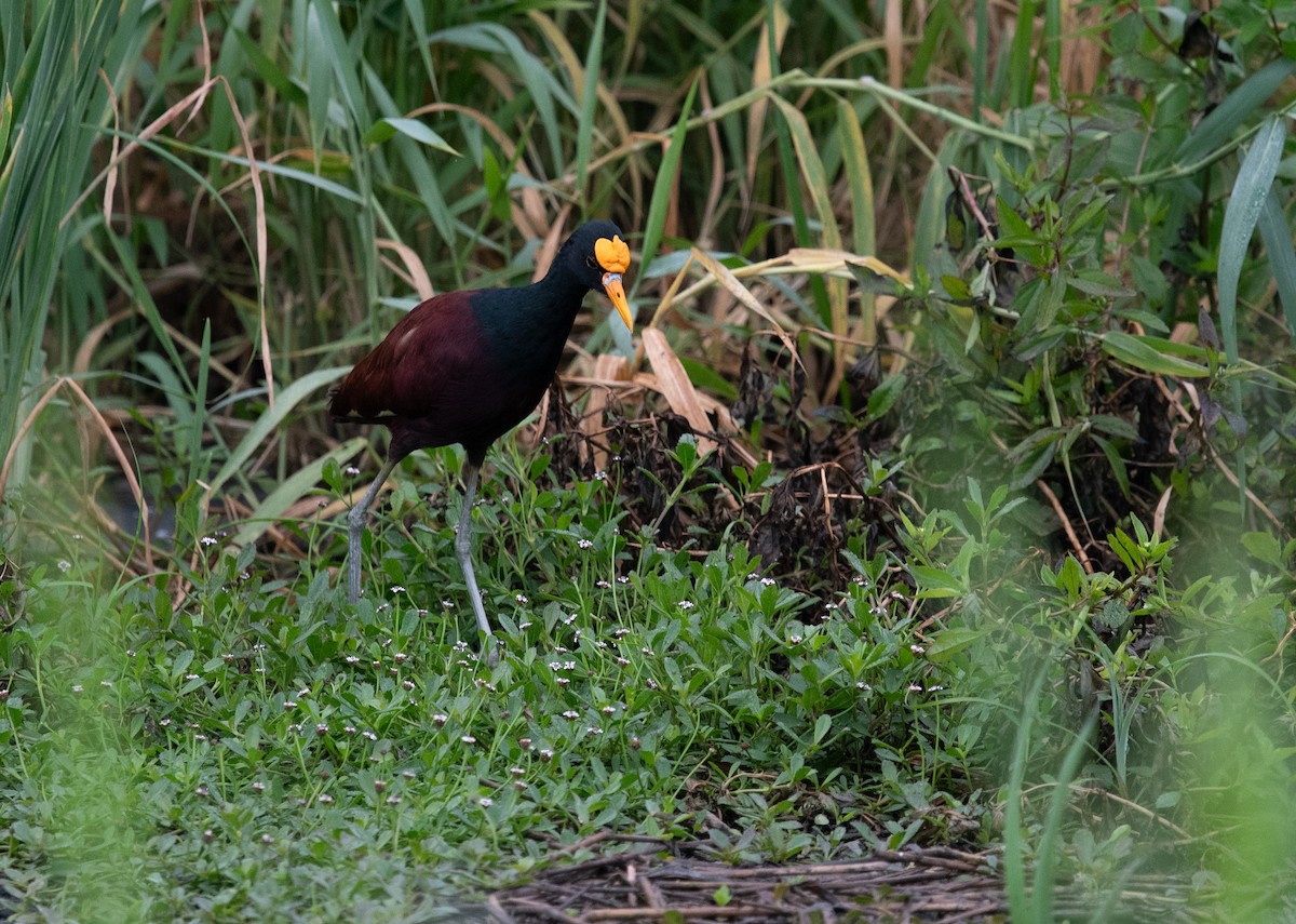 Northern Jacana - ML632640358