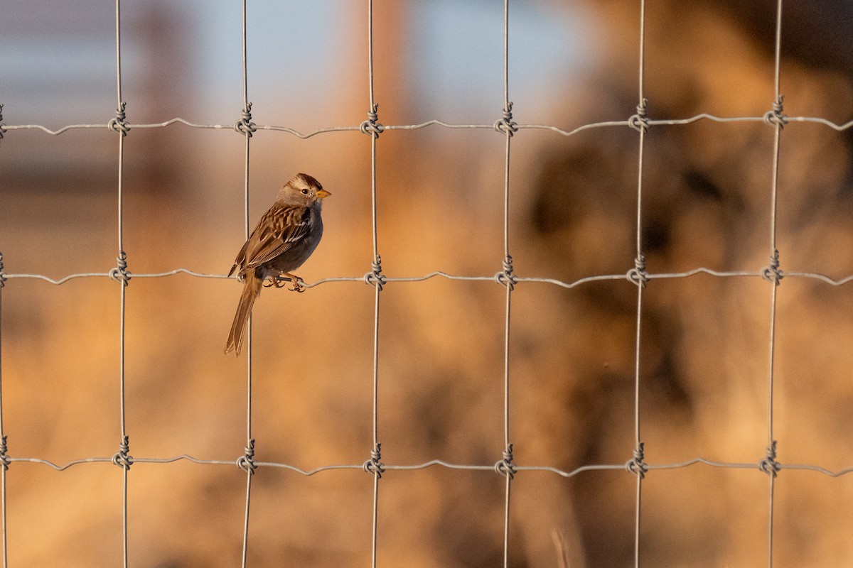 White-crowned Sparrow - ML632640359