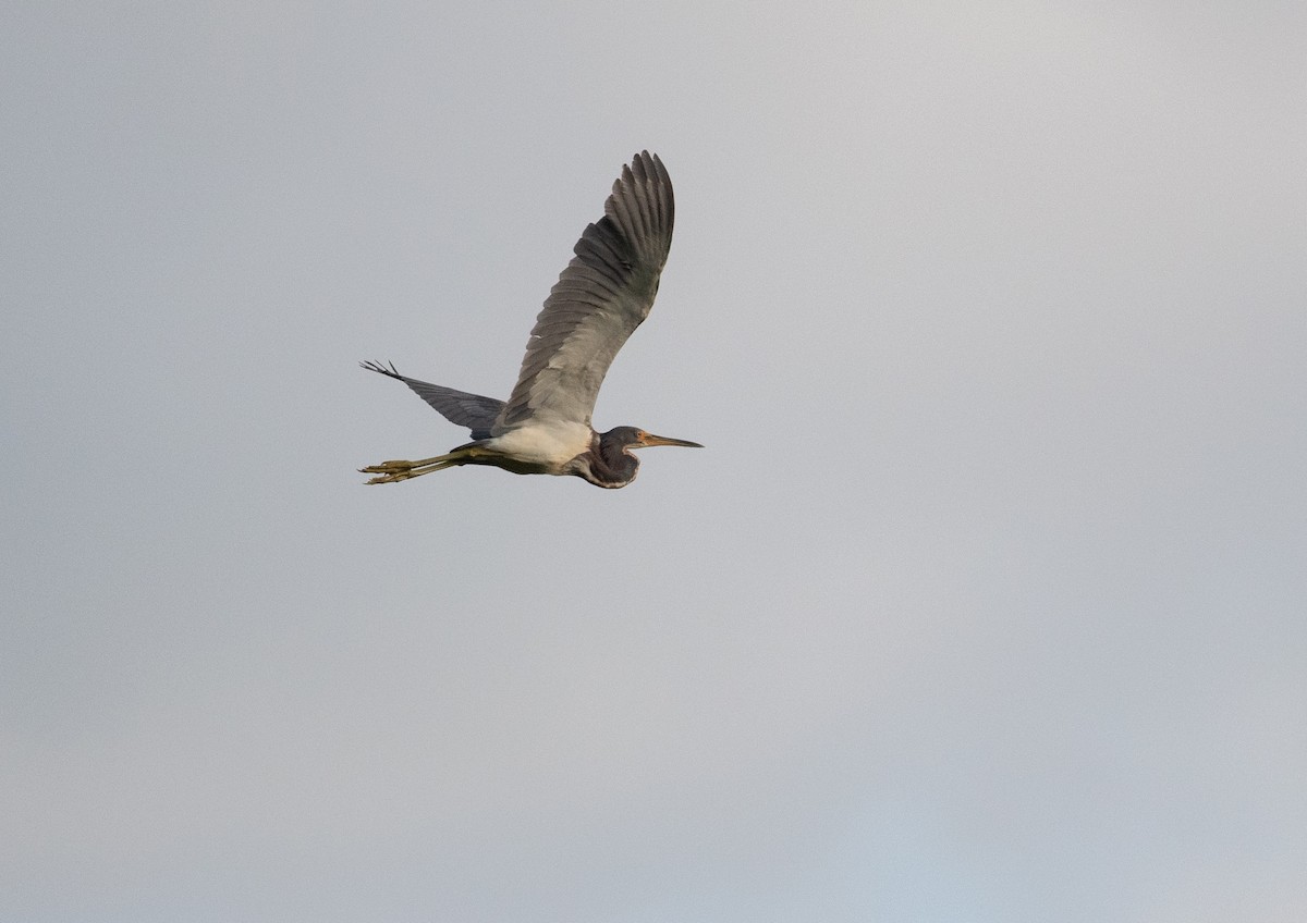 Tricolored Heron - ML632640363