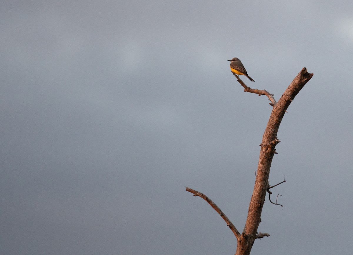 Tropical Kingbird - ML632640382