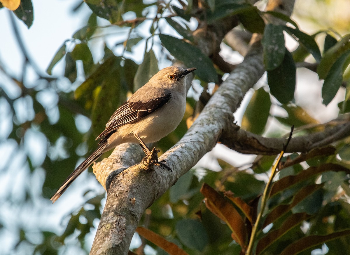 Tropical Mockingbird (Mayan) - ML632640384