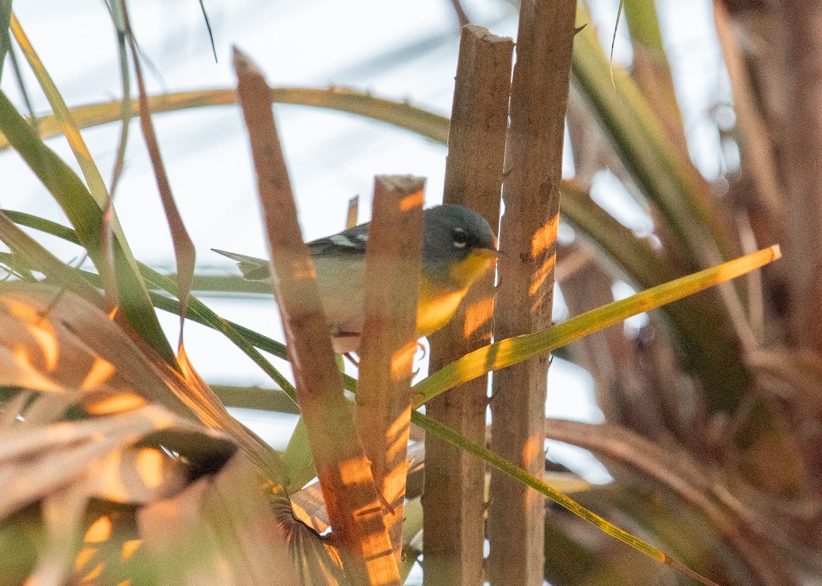 Northern Parula - ML632640393