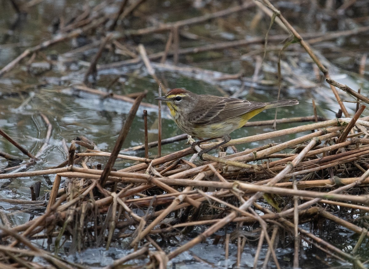 Palm Warbler (Western) - ML632640419