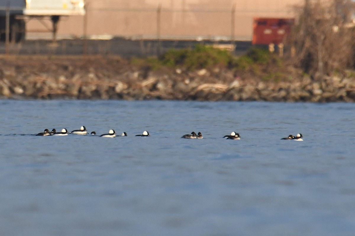Bufflehead - ML632640445