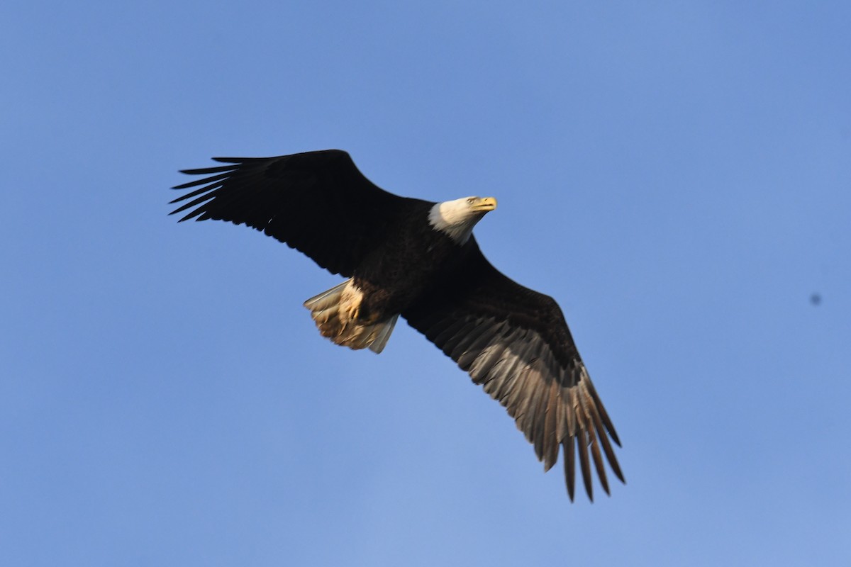 Bald Eagle - ML632640468