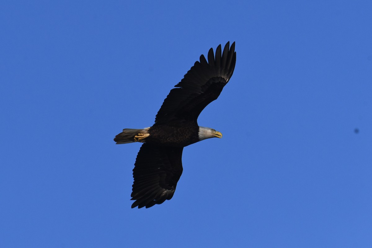 Bald Eagle - ML632640470