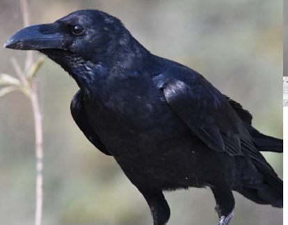 Large-billed Crow (Indian Jungle) - ML632640581
