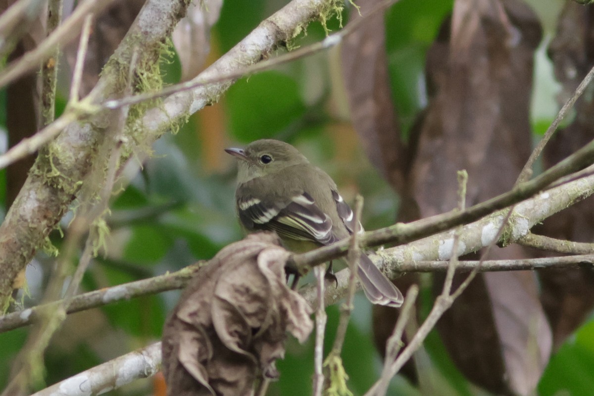 Acadian Flycatcher - ML632640639