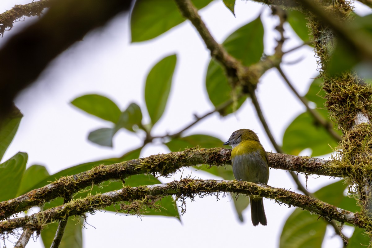 Ashy-throated Chlorospingus - ML632640684
