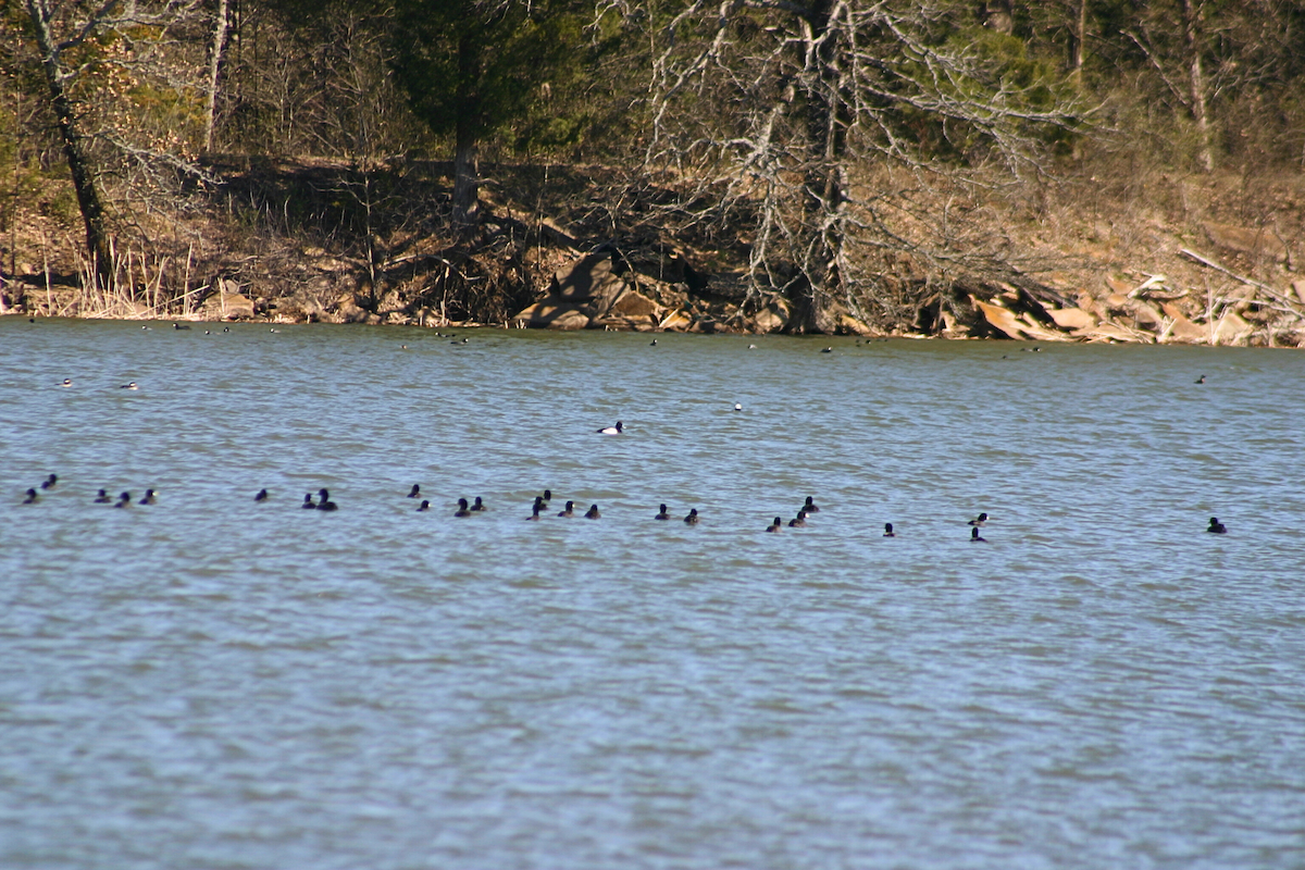 Lesser Scaup - ML632640780
